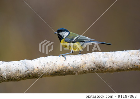 a great tit sits on a branch a great tit sits on a branch 91187868