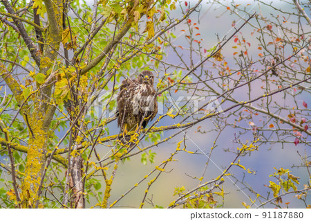 a Buzzard sits on a branch of a tree a Buzzard sits on a branch of a tree 91187880