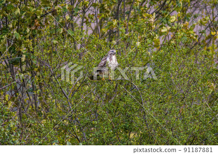 a Buzzard sits on a branch of a tree a Buzzard sits on a branch of a tree 91187881