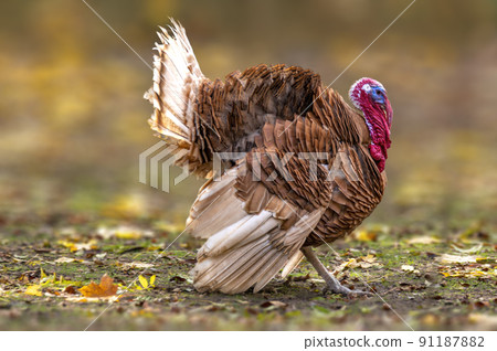 a turkey cock during courtship a turkey cock during courtship 91187882