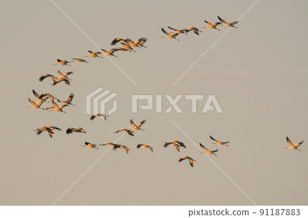 several cranes fly in the sky several cranes fly in the sky 91187883