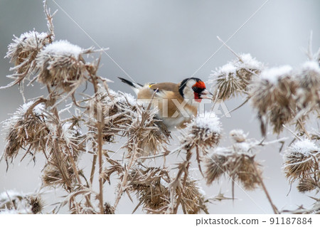 a goldfinch sits on a snowy thistle and looks for food a goldfinch sits on a snowy thistle and looks for food 91187884