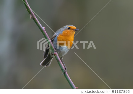 a robin sits on a branch a robin sits on a branch 91187895