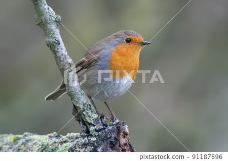 a robin sits on a branch a robin sits on a branch 91187896