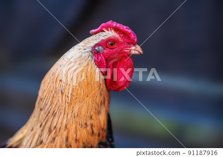 a domestic fowl rooster on a chicken yard a domestic fowl rooster on a chicken yard 91187916