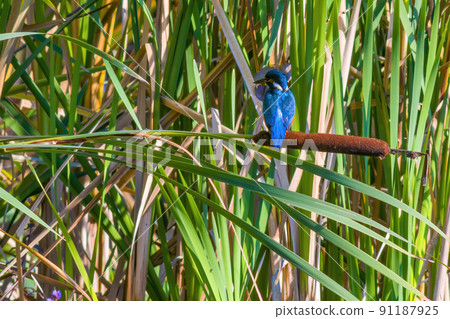 kingfisher sits on a branch and looks for prey 91187925
