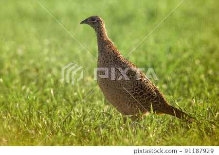 a young pheasant chicken in a meadow 91187929