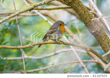a robin sits on a branch 91187935