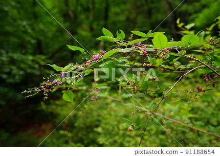 National Park, Bukhansan Mountain, Samgaksan Mountain, Bohyeonbong Peak, Fortress Wall 91188654