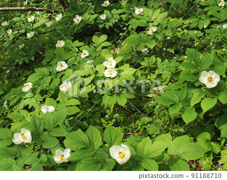 德相嶺山牡丹 德相嶺山牡丹 91188710