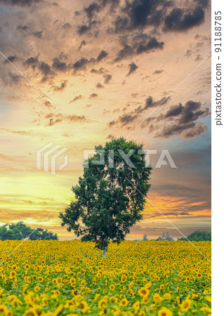 "Hokkaido" Hokuryu Sunflower Village 91188785