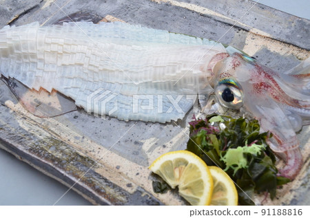 在籠子裡游泳的活魷魚 91188816