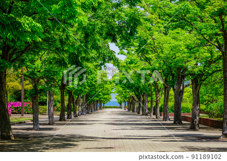 A tree-lined road leading to the sea, Kagawa Prefectural Sports Park's Yellow Peak Street (Goshikidai, Takamatsu City, Kagawa Prefecture) 91189102