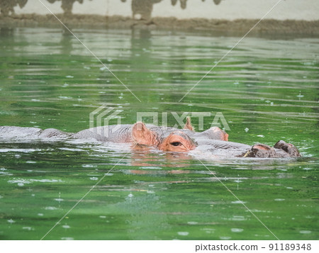 雨動物園河馬游泳舒適 91189348