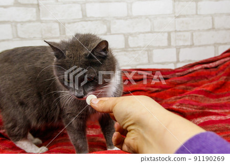 Grey cat getting a pill from female hand. Concept of taking medicines or vitamins for animals, veterinary medicine, pet care Grey cat getting a pill from female hand. Concept of taking medicines or vitamins for animals, veterinary medicine, pet care 91190269