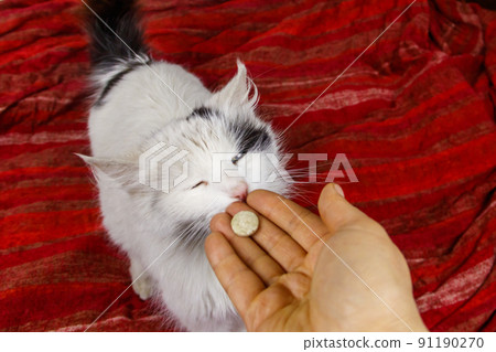 White cat getting a pill from female hand. Concept of taking medicines or vitamins for animals, veterinary medicine, pet care 91190270