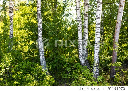 birch grove on edge of forest in summer day 91191070