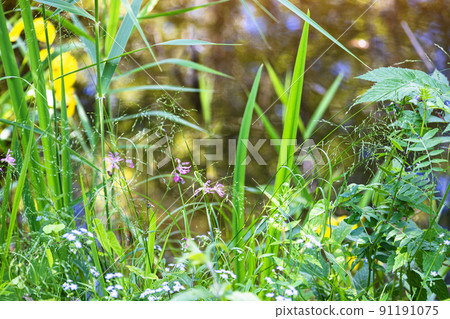 green grass close up on coast of forest pond 91191075
