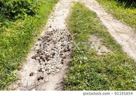 pit on dirt road filled with rubble and pine cones 91191654