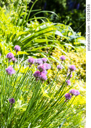 blooming chives close up in overgrown garden blooming chives close up in overgrown garden 91191656