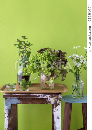 Hydroponic leaf lettuce mint 91191694