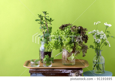 Hydroponic leaf lettuce mint Hydroponic leaf lettuce mint 91191695