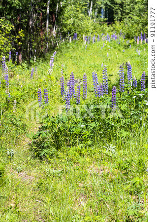 lupin flowers near footpath at green meadow lupin flowers near footpath at green meadow 91191777