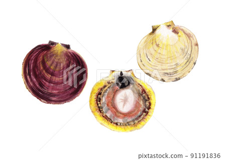 Ylistrum japonicus 手繪水彩畫 91191836
