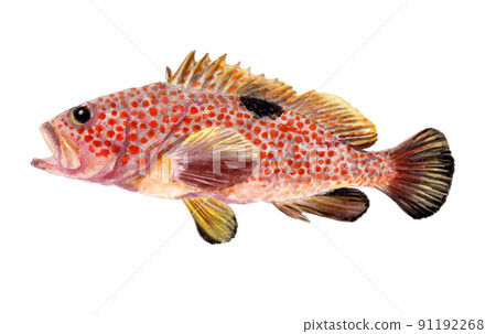 香港石斑魚手繪水彩畫 91192268