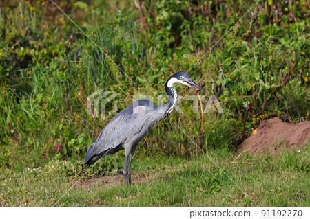 Black-headed Heron Bird With Caught Snake (Ardea melanocephala) Black-headed Heron Bird With Caught Snake (Ardea melanocephala) 91192270