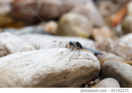 Cape Skimmer Dragonfly On River Rock (Orthetrum julia capicola) 91192271