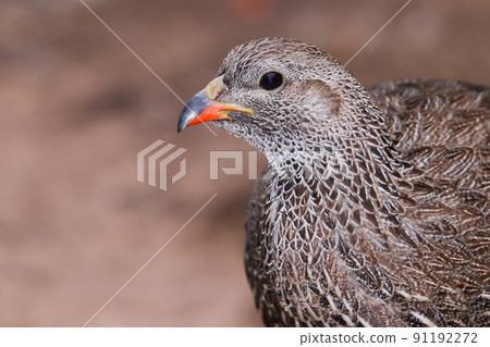 Cape Spurfowl Bird Head Portrait Close-up (Pternistis capensis) Cape Spurfowl Bird Head Portrait Close-up (Pternistis capensis) 91192272
