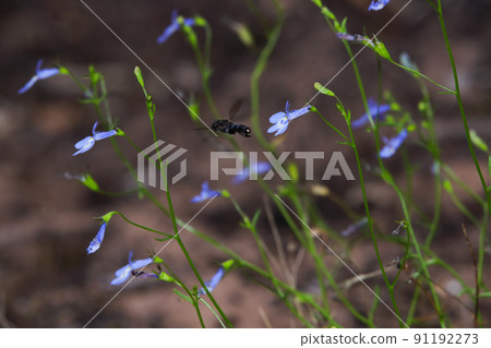 Wiry Lobelia Flowers With Insect (Lobelia setacea) 91192273