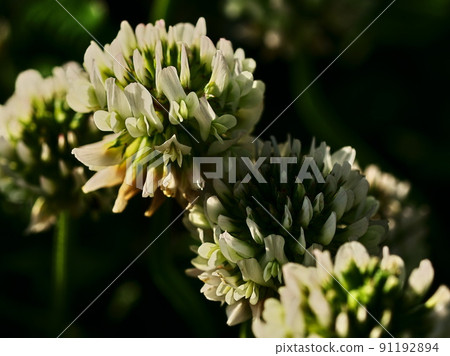 White clover blooming on the ground of the park 91192894