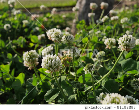 White clover blooming on the ground of the park White clover blooming on the ground of the park 91192895