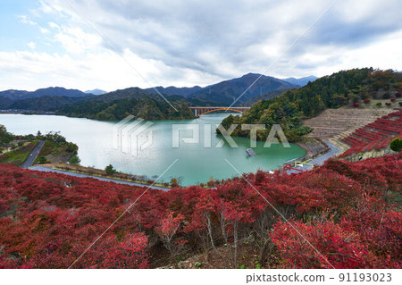 Lake Miyagase and Enkianthus perulatus, Kanagawa Prefecture 91193023