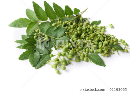 日本胡椒果實和葉子 91193065