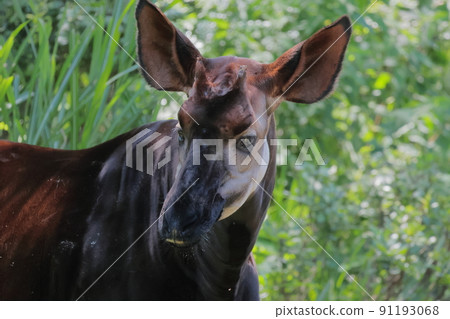Okapi 91193068