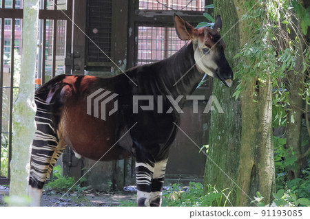 Okapi 91193085