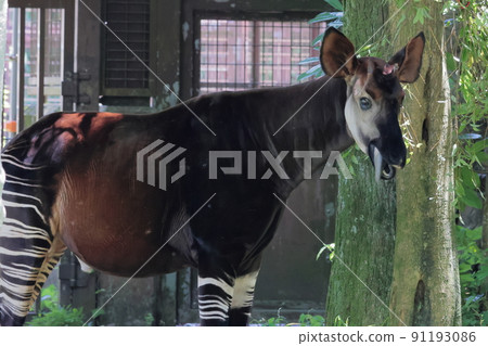 Okapi 91193086