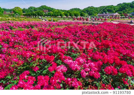 Gifu World Rose Garden, roses in full bloom <Kani City, Gifu Prefecture> Gifu World Rose Garden, roses in full bloom <Kani City, Gifu Prefecture> 91193780