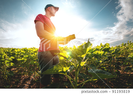 A young agronomist examines young sunflower plants on agricultural land. Farmer on a green field of sunflowers on a sunny day 91193819