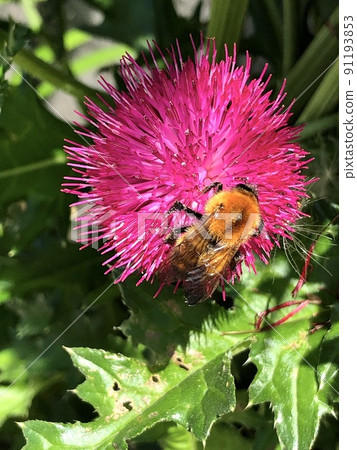 Tiger bumblebee and thistle 91193853