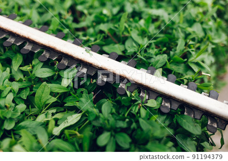 Bush cutter blades on the background of green bush leaves. 91194379