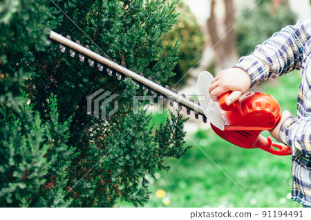 man cuts a conifer with an electric trimmer. 91194491