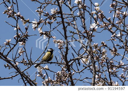 Coal tit (Periparus ater) perched on a thuja tree branch making eye contact with the camera, beautiful pose on a conifer tree. 91194597