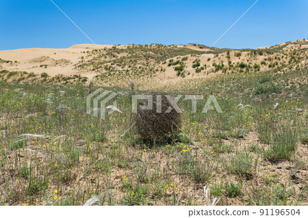 tumbleweed rolls on dry feather grass steppe 91196504