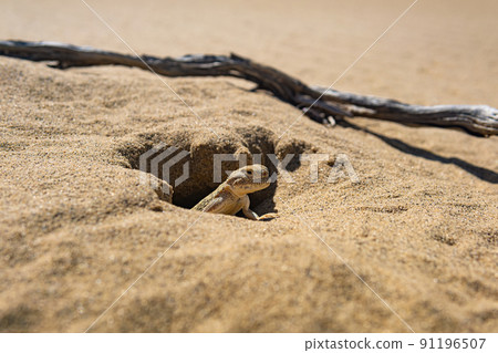 toadhead agama lizard in its burrow in the sand of the desert 91196507