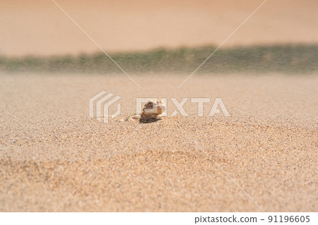 toadhead agama lizard quickly dug into the sand vibrating with its whole body during sandstorm toadhead agama lizard quickly dug into the sand vibrating with its whole body during sandstorm 91196605