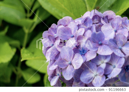 六月雨天的繡球花 91196663